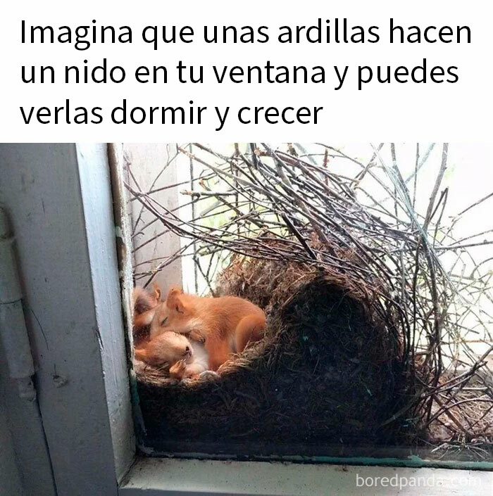 Ardillas durmiendo juntas en un nido en la ventana, imagen reconfortante que devuelve la fe en la humanidad.