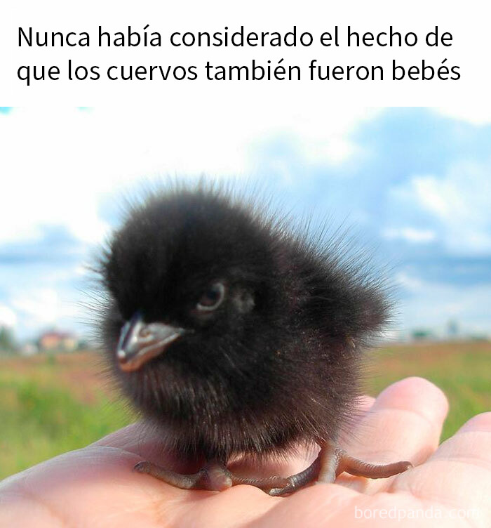 Pollito negro en la mano de una persona con fondo desenfocado, meme reconfortante para devolver la fe en la humanidad.