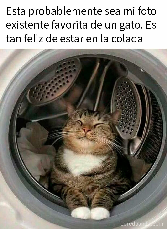Gato feliz dentro de una lavadora sonriendo, imagen reconfortante que inspira fe en la humanidad con memes positivos.