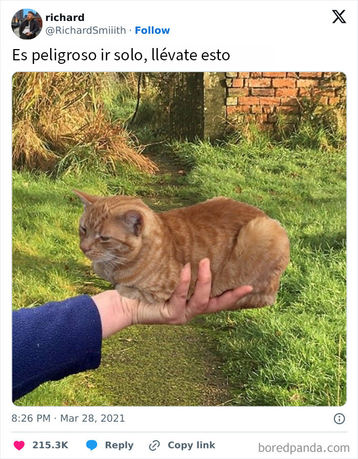 Gato descansando en una mano al aire libre, meme reconfortante para devolver la fe en la humanidad.