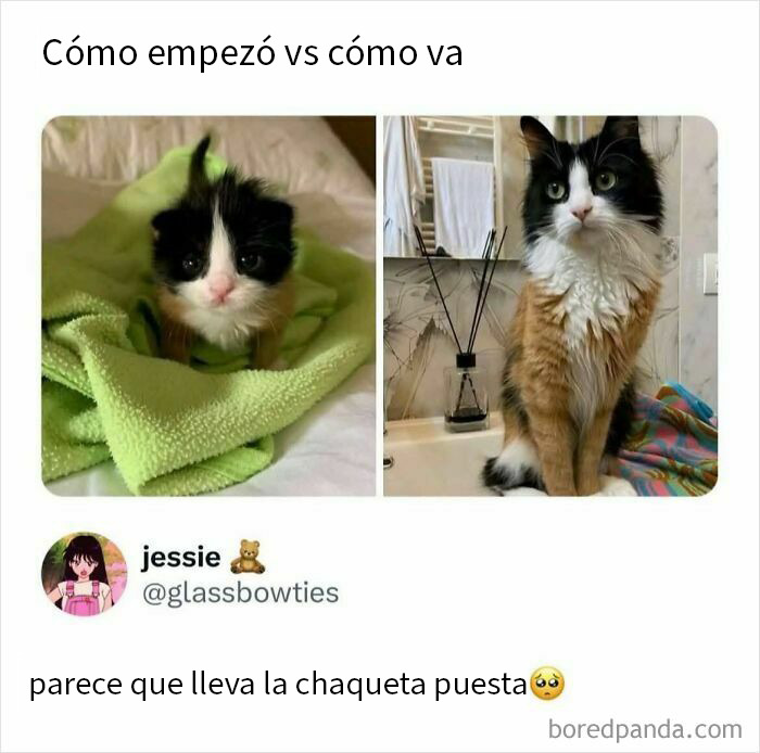 Memes reconfortantes con fotos de gatos mostrando evolución y ternura para devolver la fe en la humanidad.