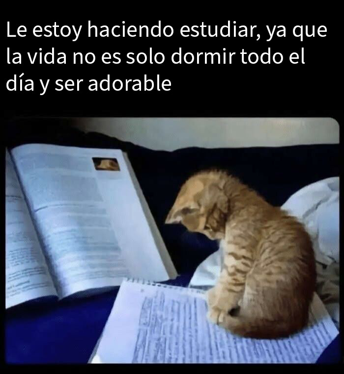 Gato pequeño sentado sobre apuntes y libros, meme reconfortante que devuelve la fe en la humanidad con ternura y humor.