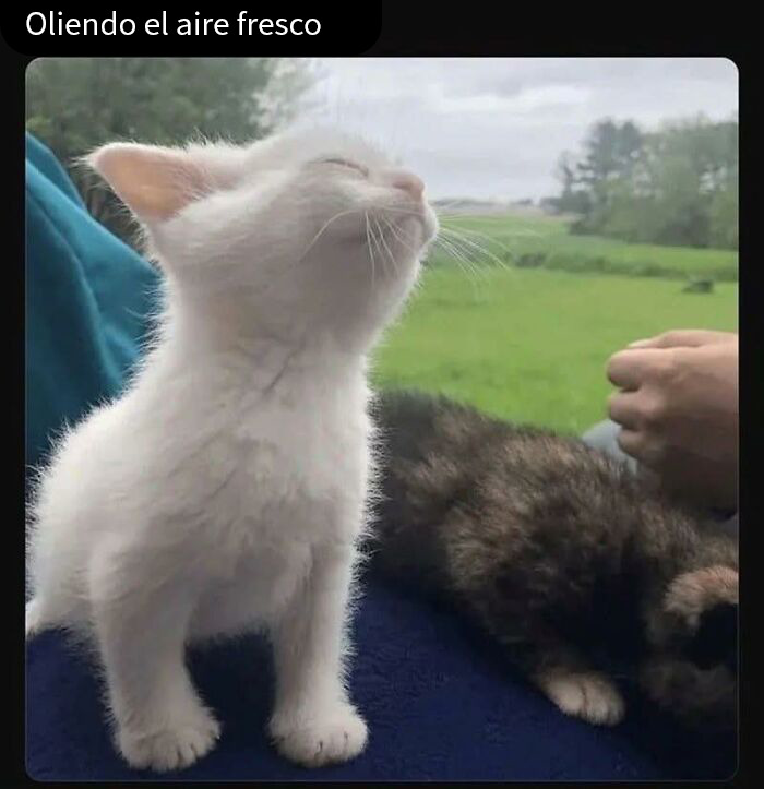 Gatito oliendo el aire fresco en un entorno natural, imagen reconfortante que inspira fe en la humanidad.