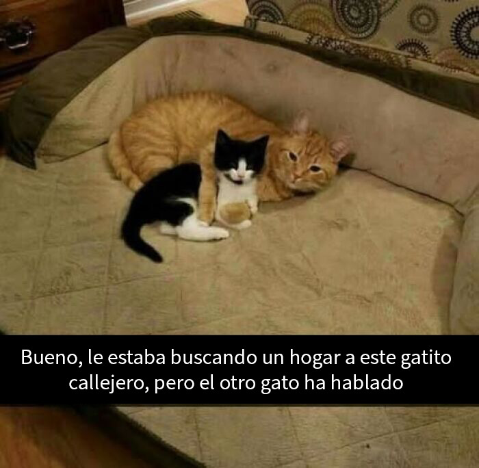 Gato adulto abraza a gatito callejero en sofá, imagen tierna que refleja memes reconfortantes sobre humanidad.
