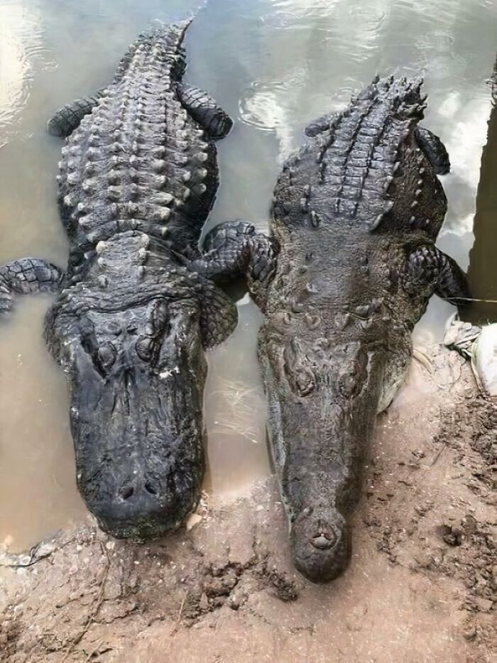 Dos reptiles interesantes encontrados en el agua y tierra, compartiendo un momento cercano y curioso.