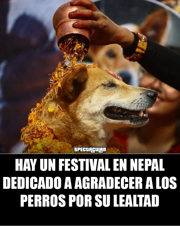 Perro en festival en Nepal con flores y ritual, mostrando lealtad y encanto animal para alegrar el día.