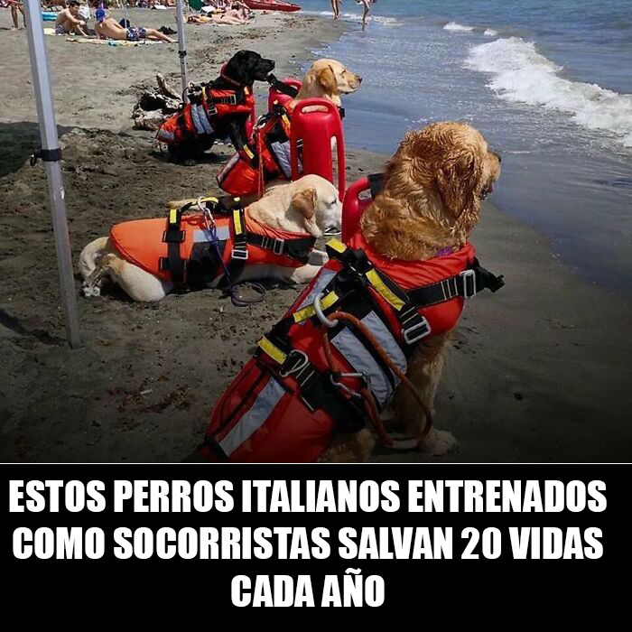 Perros entrenados como socorristas en la playa, ejemplares de memes de animales que alegran el día.