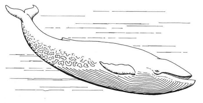 Ilustración en blanco y negro de una ballena nadando, relacionada con retos fatales de TikTok y tragedias reales.