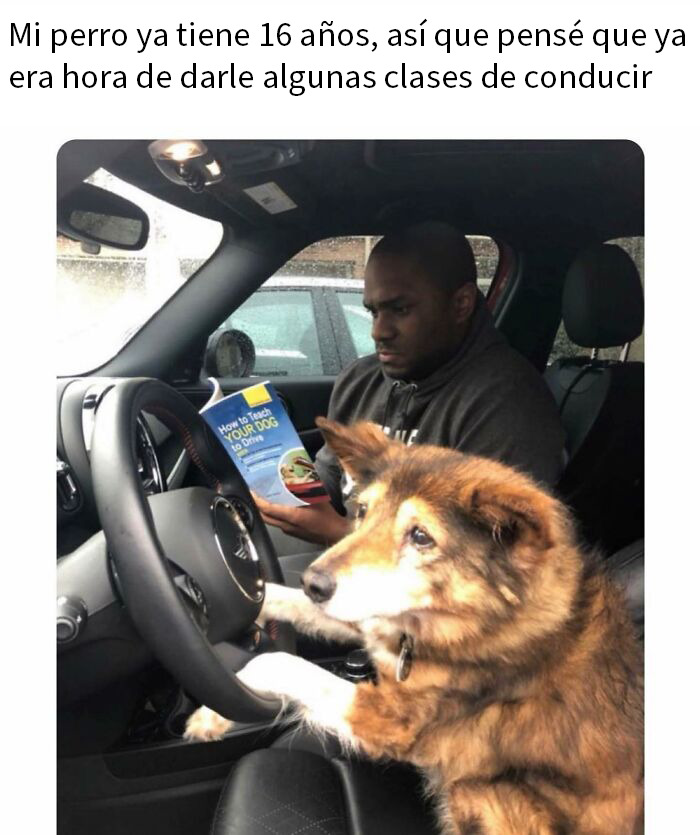 Hombre enseñando a su perro a conducir un coche, imagen divertida de memes de animales para alegrarte el día.