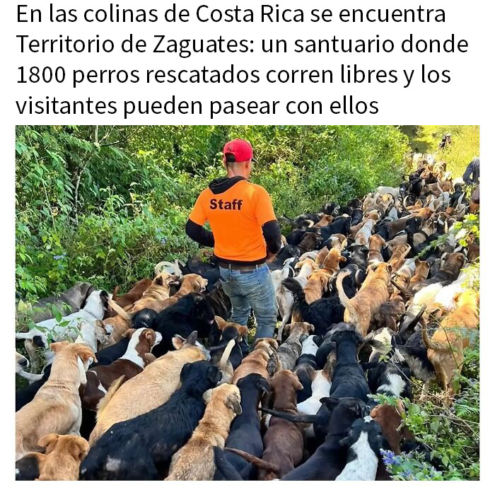 Hombre con camiseta naranja y perros rescatados en santuario, imagen que refleja memes de animales encantadores.