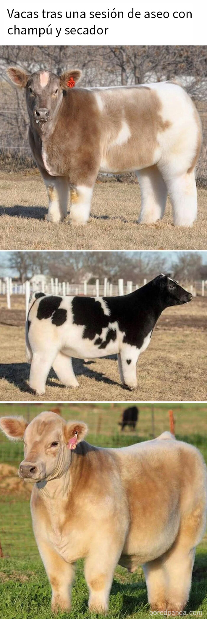 Vacas con pelaje esponjoso y bien aseadas en el campo, ejemplo de memes de animales divertidos y encantadores.
