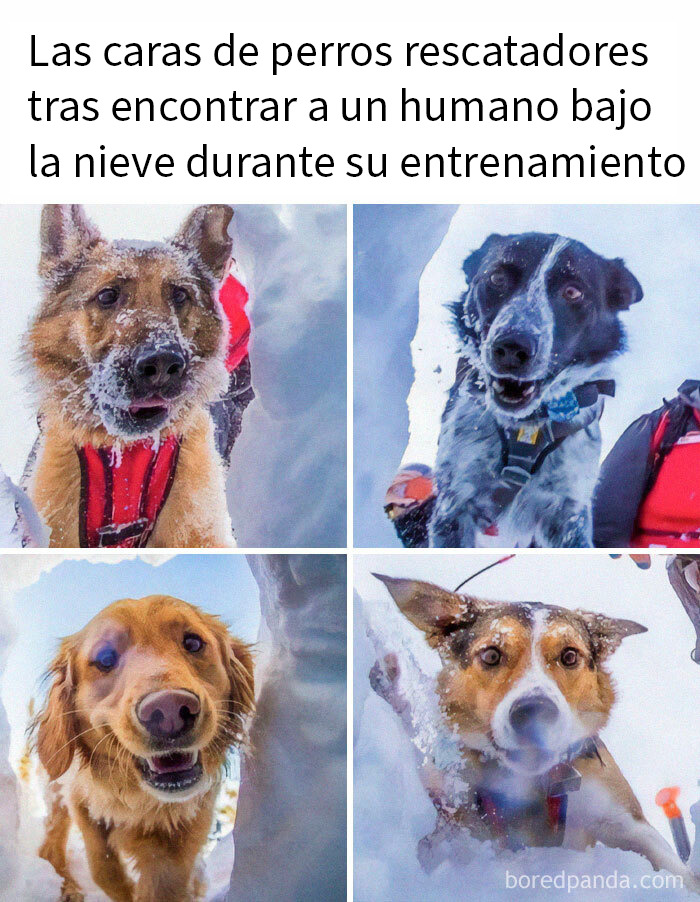 Perros rescatadores felices cubiertos de nieve mostrando expresiones encantadoras en entrenamiento de búsqueda animal.