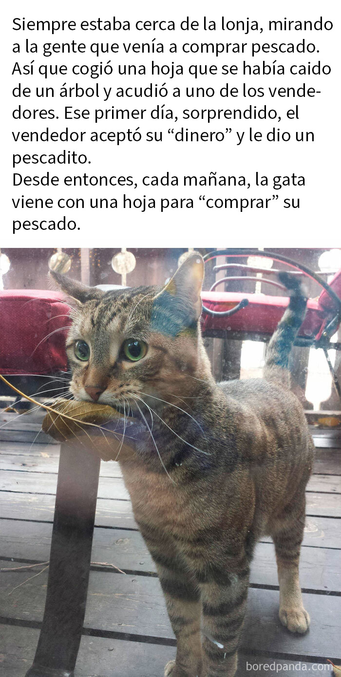 Gato con una hoja en la boca esperando para comprar pescado, imagen adorable de animales para alegrar el día.