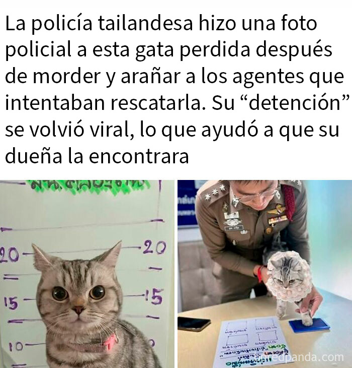 Gata detenida viralmente por policía tailandesa en memes de animales que alegran el día con momentos divertidos.