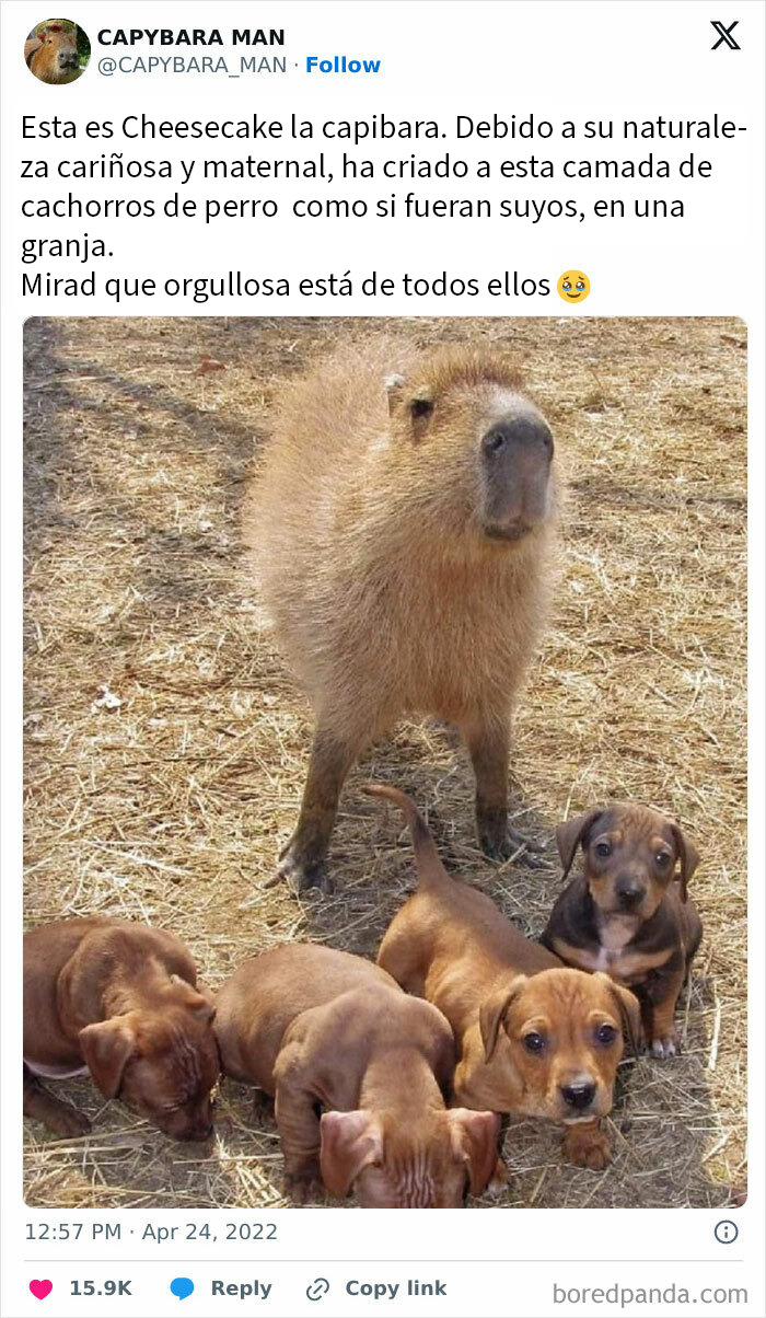 Capibara madre cuidando a cachorros de perro en una granja, imagen tierna para memes de animales encantadores.