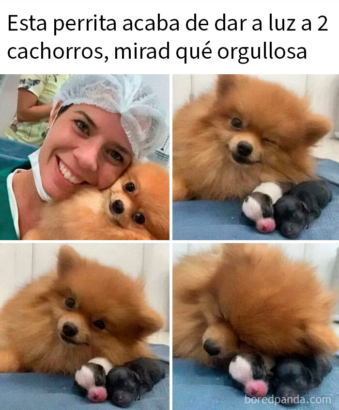 Memes de animales con perrita orgullosa y sus cachorros recién nacidos para alegrarte el día con ternura.