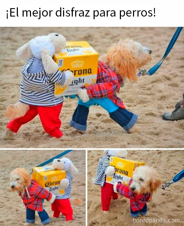 Perro disfrazado con ropa y peluche cargando caja de cerveza en la playa meme de animales divertido.