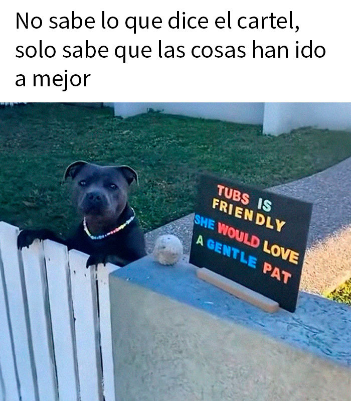 Perro amigable junto a cartel colorido, uno de los memes de animales más encantadores para alegrarte el día.