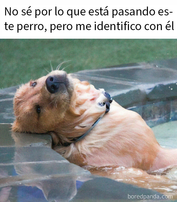 Perro relajado en la piscina mostrando expresión divertida, meme de animales encantadores para alegrar el día.