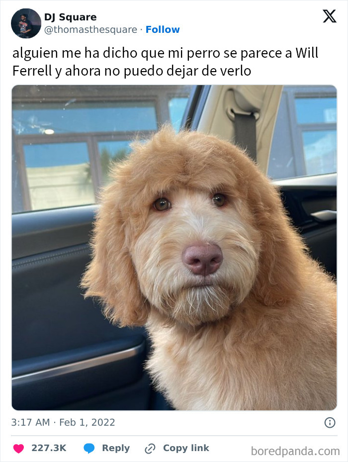 Perro de pelaje rizado sentado en el auto, imagen perfecta para memes de animales encantadores y divertidos del día.