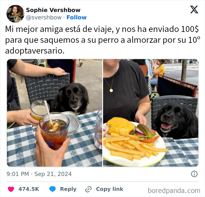 Perro feliz acompañado de personas en restaurante al aire libre, mostrando memes de animales divertidos para alegrar el día.