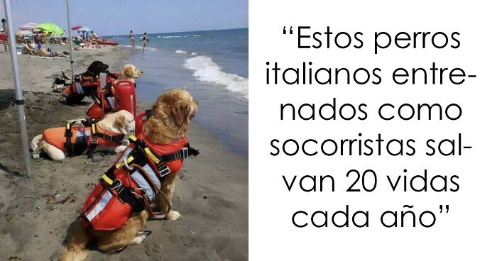 Perros socorristas en la playa con chalecos rojos, imagen perfecta para memes de animales que alegran el du00eda.