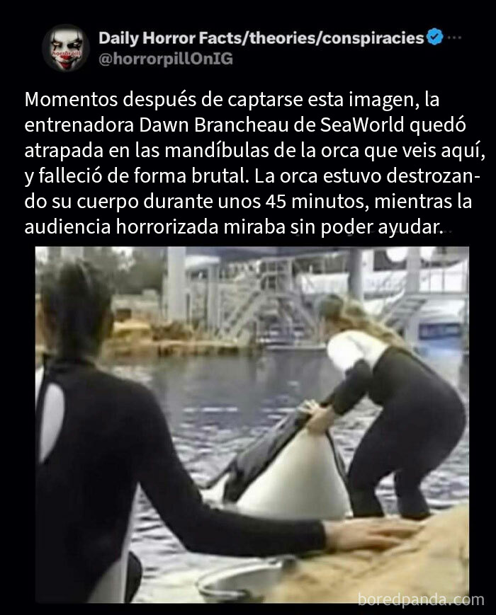Entrenadora atrapada por orca en SeaWorld, imagen terrorífica que forma parte de datos e historias terroríficas para no dormir.