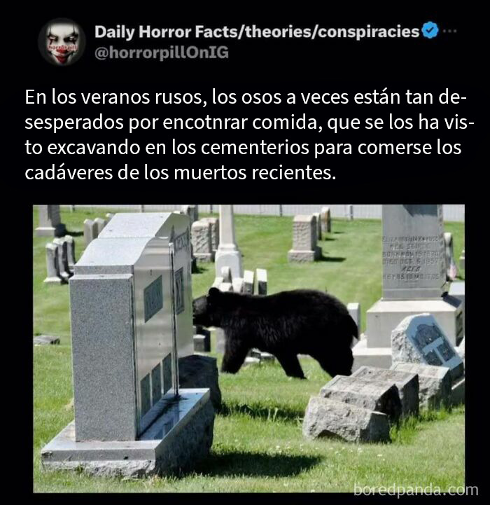Oso en cementerio excavando tumbas, imagen relacionada con datos e historias terroríficas para no leer antes de dormir.