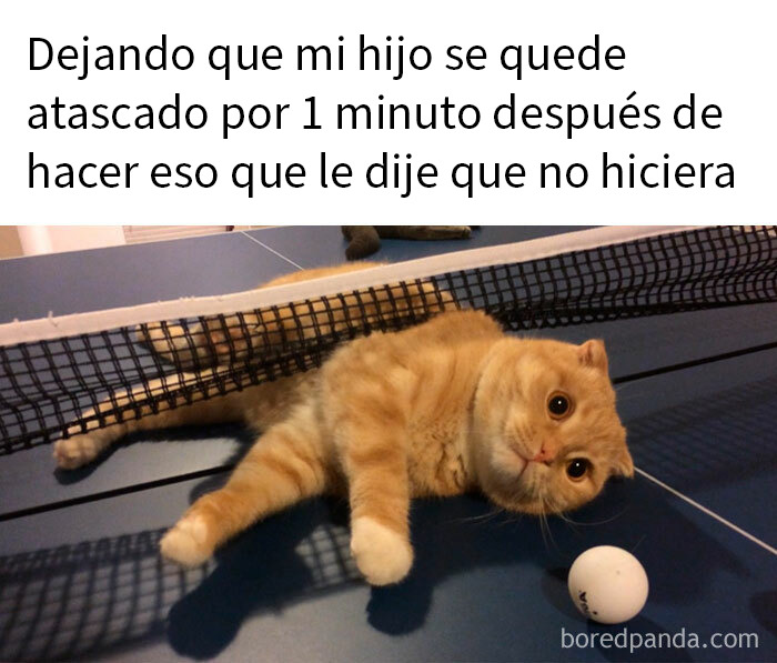 Gato atrapado en red, representando memes sobre madres y lo absurdo de la crianza de los hijos con humor.