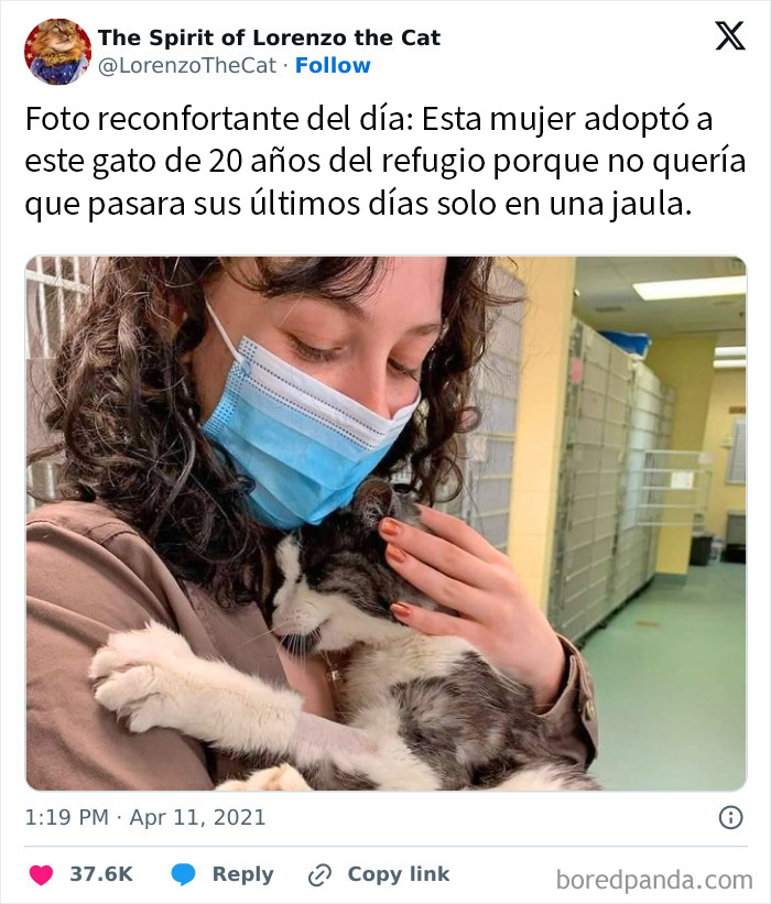 Mujer adopta gato adulto en refugio, mostrando ternura y momentos reconfortantes para distraerse de horrores actuales.
