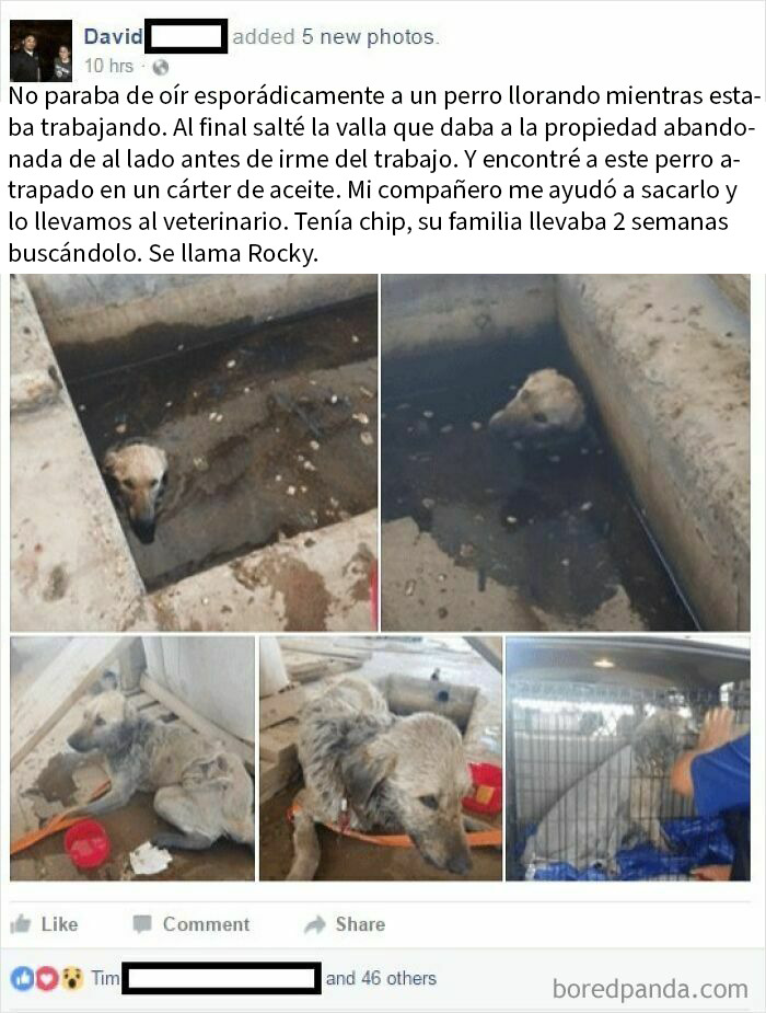 Perro rescatado atrapado en un cárter de aceite, imágenes reconfortantes para distraerte de horrores actuales.