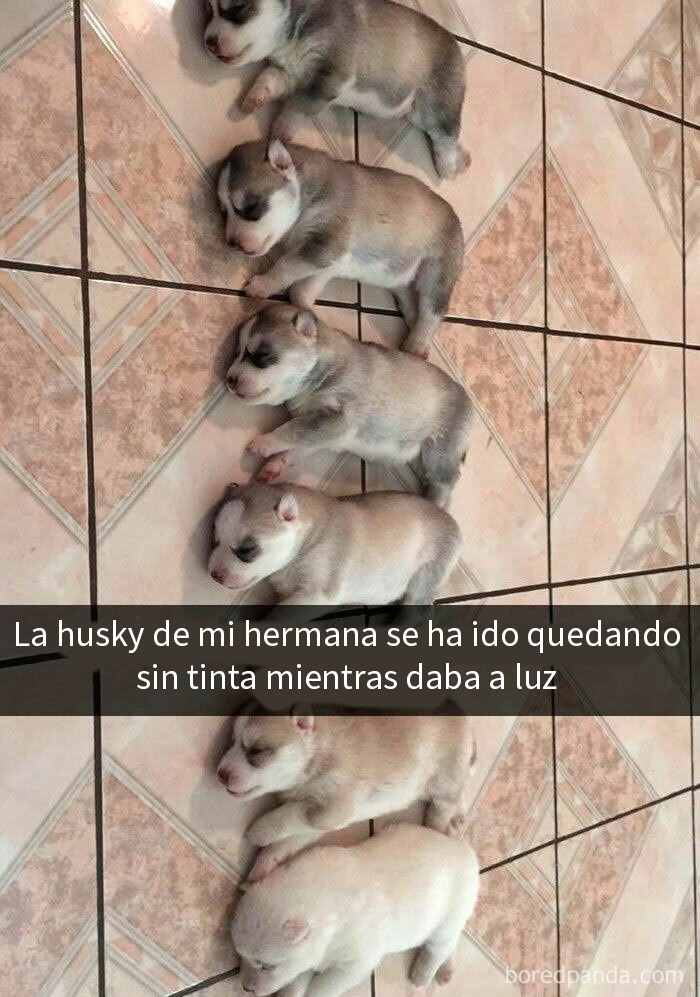 Cachorros husky durmiendo en el suelo, imagen reconfortante para distraerte de los horrores actuales del mundo.