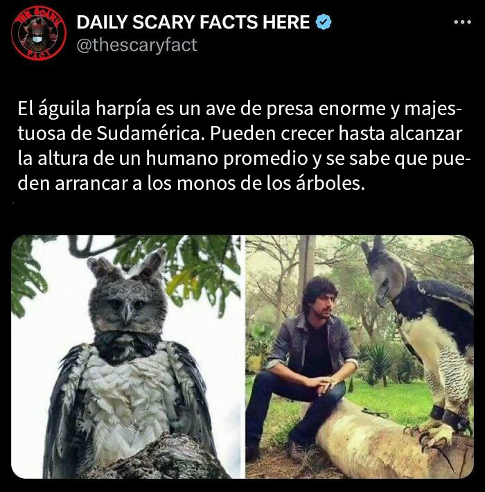 Águila harpía majestuosa en Sudamérica, cazadora poderosa que puede alcanzar tamaño humano, dato terrorífico impactante.