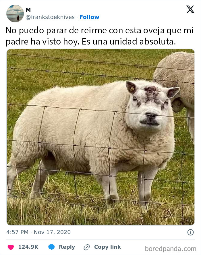 Oveja con expresión divertida detrás de una cerca en un campo, ejemplo de memes británicos y su sentido del humor único.