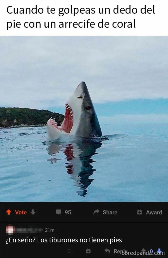 Tiburón abriendo su boca en el agua junto a comentario que no pilló la broma sobre pies y arrecifes, humor en internet.