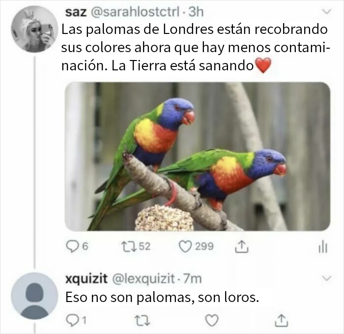 Respuesta en Twitter con personas que no pillaron la broma y quedaron como tontos en internet sobre loros y palomas coloridas.