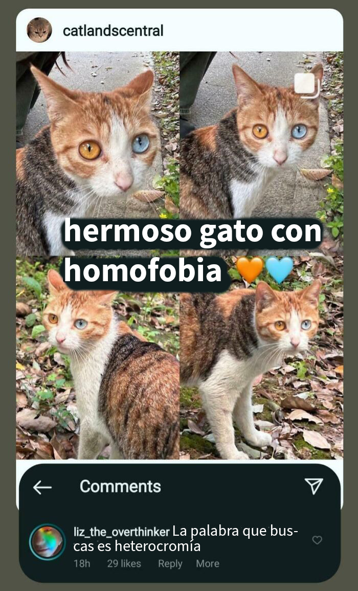 Gato con ojos de heterocromía, ejemplo divertido de personas que no pillaron la broma en internet y quedaron como tontos.
