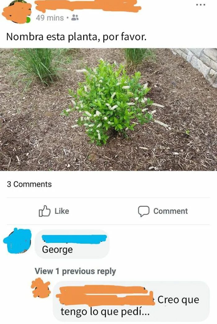 Persona mayor pide nombrar planta en red social, mostrando confusión típica en internet y generando humor involuntario en comentarios.