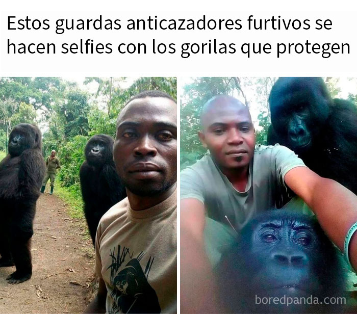 Anti-cazadores toman selfies con gorilas protegidos, imagen entretenida para ayudar a combatir el aburrimiento con memes divertidos.