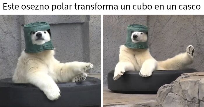 Oso polar juguetu00f3n usando un cubo como casco, imagen divertida para memes y publicaciones que entretienen y divierten.