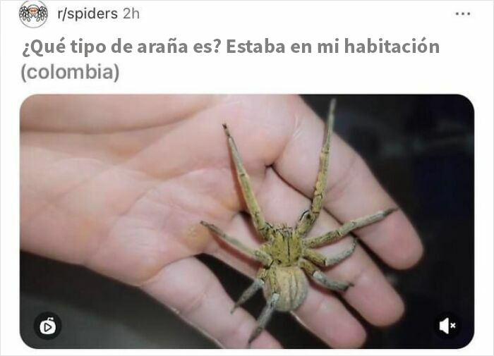 Araña grande sostenida en mano, ejemplo de personas que hicieron algo sin darse cuenta de lo peligroso que era.