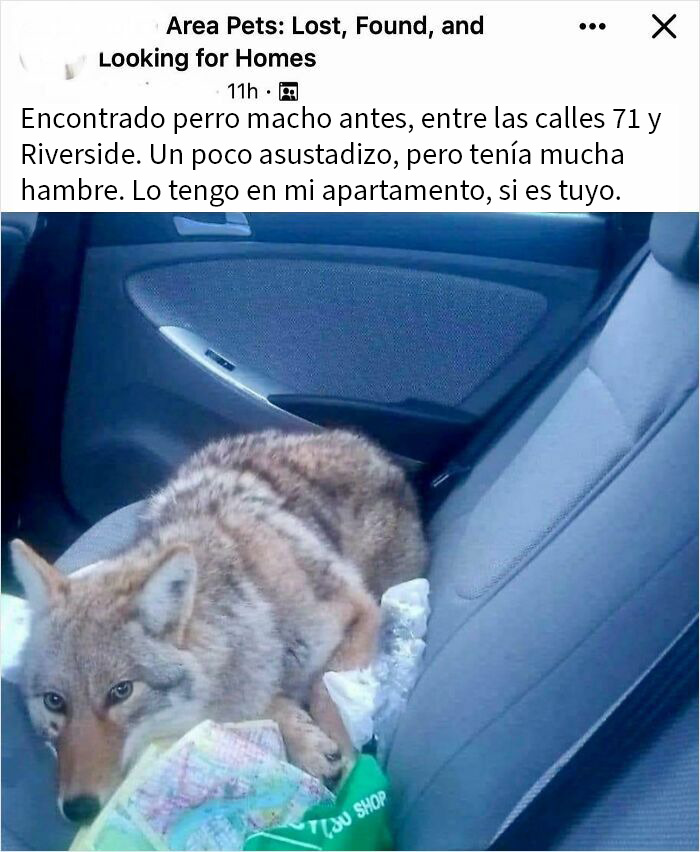 Animal parecido a un perro encontrado en un auto, sin darse cuenta del peligro que representa acercarse a él.