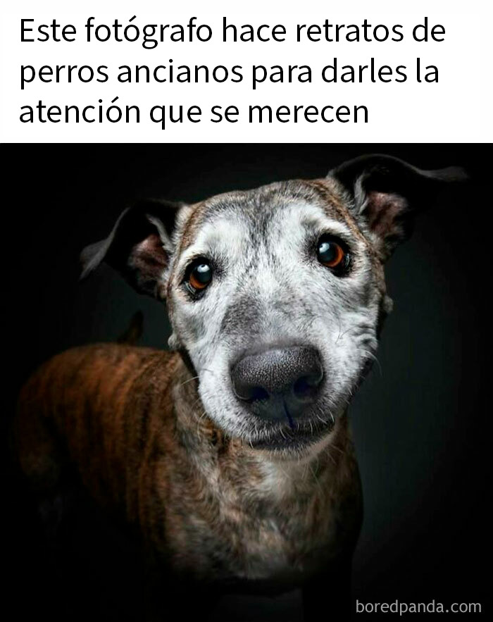 Perro mayor retratado en sesión fotográfica creativa, imágenes divertidas y memes para quien busca risa hoy.