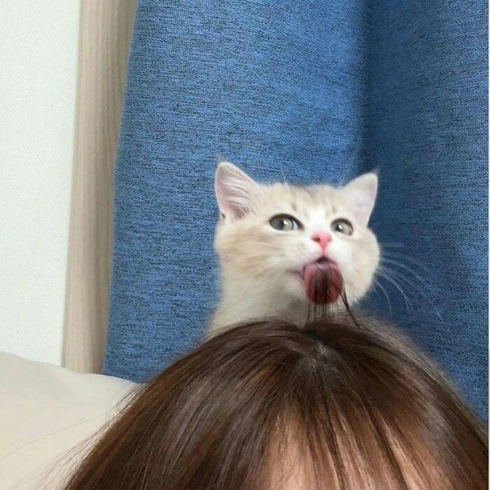 Dos gatos adorables en un puesto rosa, mostrando ternura y encanto para amantes de kitties purr-fect. Dos gatos adorables en un puesto rosa, mostrando ternura y encanto para amantes de kitties purr-fect.