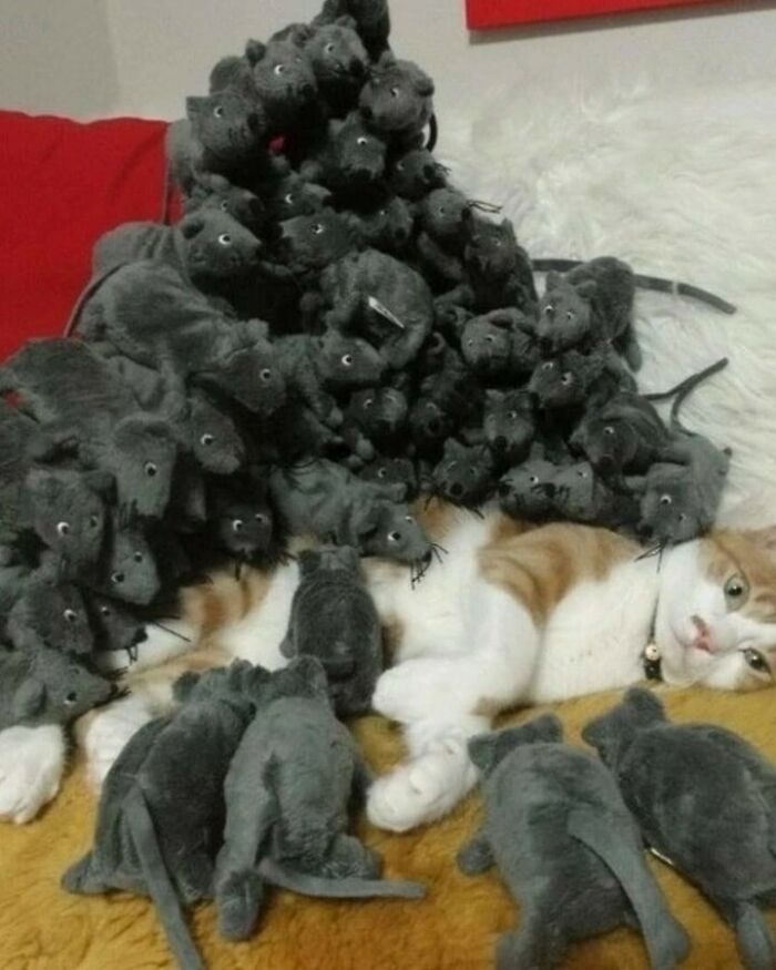 Gatito adorable en blanco y negro, representando la ternura de los kitties para un catwalk y show de comedia. Gatito adorable en blanco y negro, representando la ternura de los kitties para un catwalk y show de comedia.