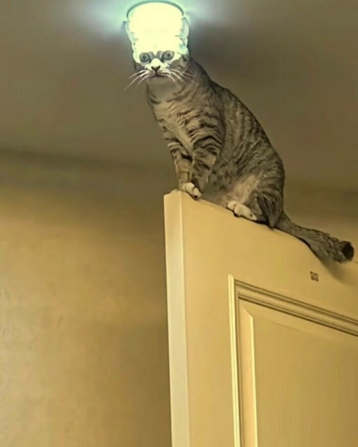 Gato descansando sobre figura de oveja esponjosa, mostrando habilidades reales de kitties y comedia felina divertida. Gato descansando sobre figura de oveja esponjosa, mostrando habilidades reales de kitties y comedia felina divertida.