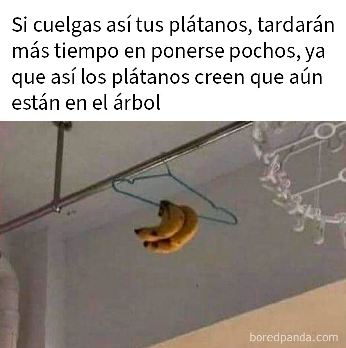 Plátanos colgados de una percha con teoría falsa para evitar que se pudran, ejemplo de ciencia falsa y humillación online.