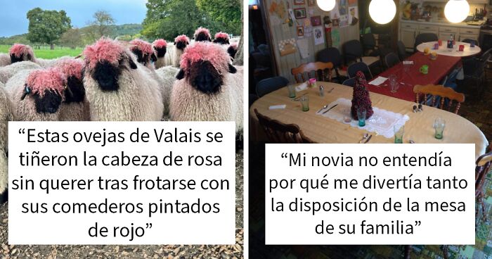 Ovejas teu00f1idas accidentalmente de rosa y mesa familiar con disposiciu00f3n divertida en escena de comedia accidental.