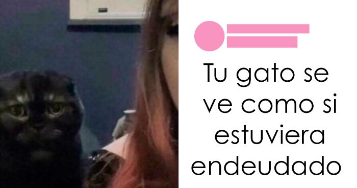 Gato con expresiu00f3n divertida junto a comentario gracioso, ejemplificando comentarios tan divertidos que ganaron fama en redes.