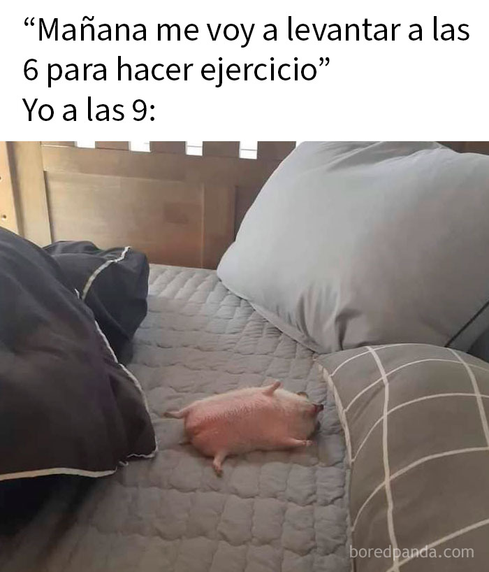 Señal con dibujo de abeja y texto divertido, ejemplificando memes de animales graciosos y relatables para mejorar el día.